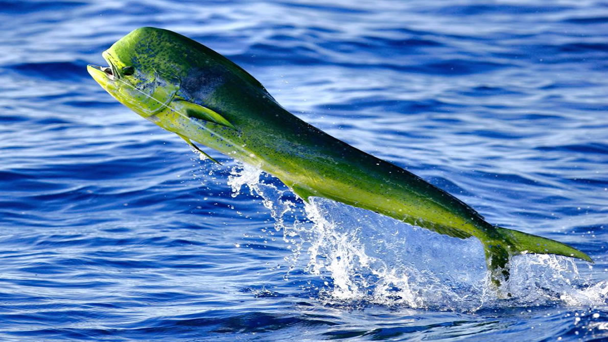 52c7e92d-mahi-mahi-fish.jpg