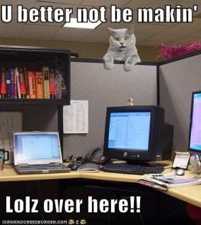 funny-pictures-boss-cat-office-cubi.jpg