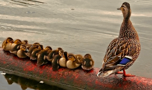 ducks+in+a+row.gif