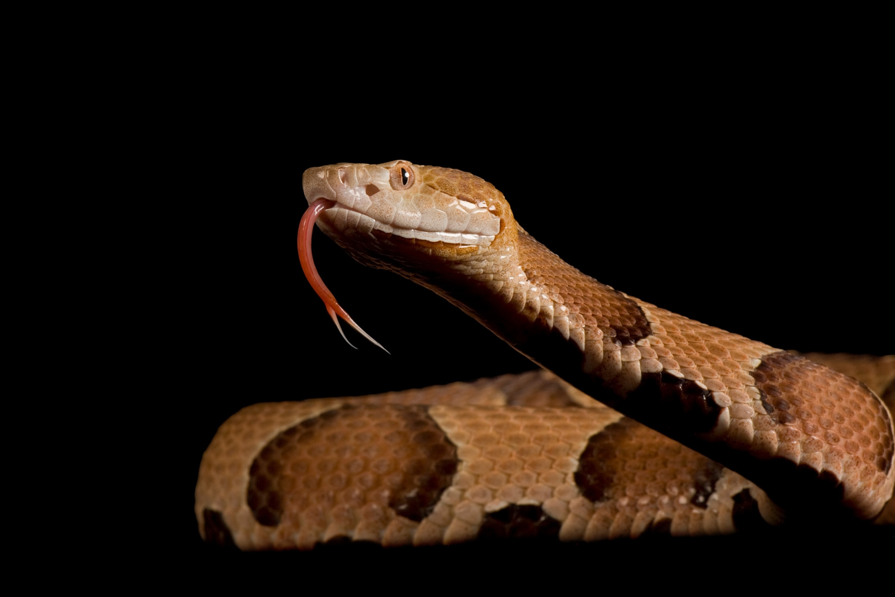 01-copperheads-nationalgeographic_1173364.jpg