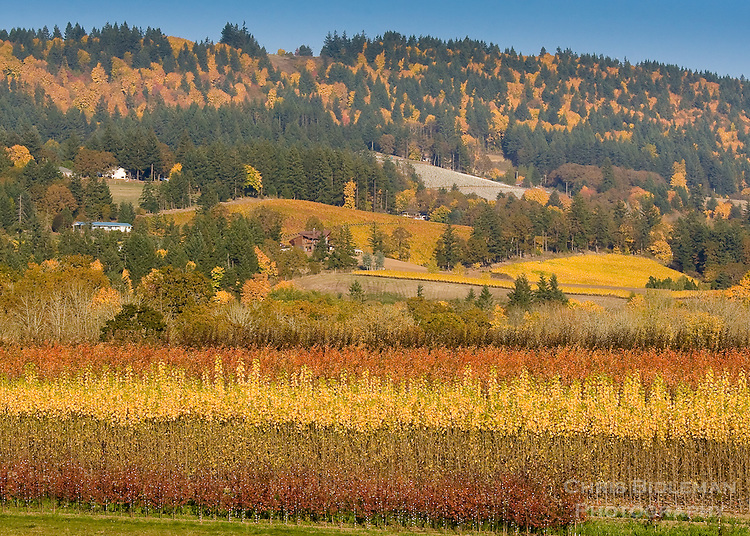 Fall-in-the-Willamette-Valley.jpg