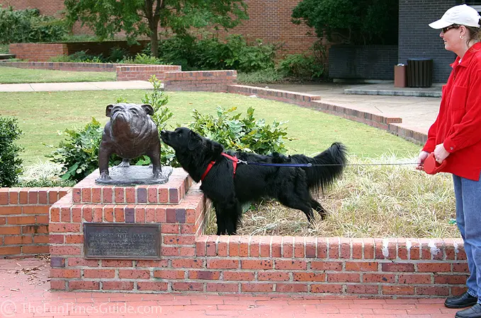 mississippi-state-bulldogs.jpg