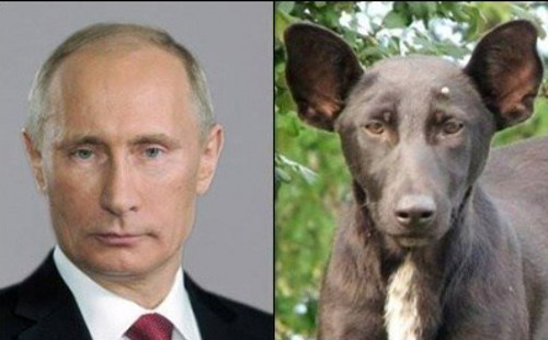 vladimir-putin-and-dog.jpg