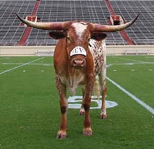 bevo_14_headon_v2.jpg