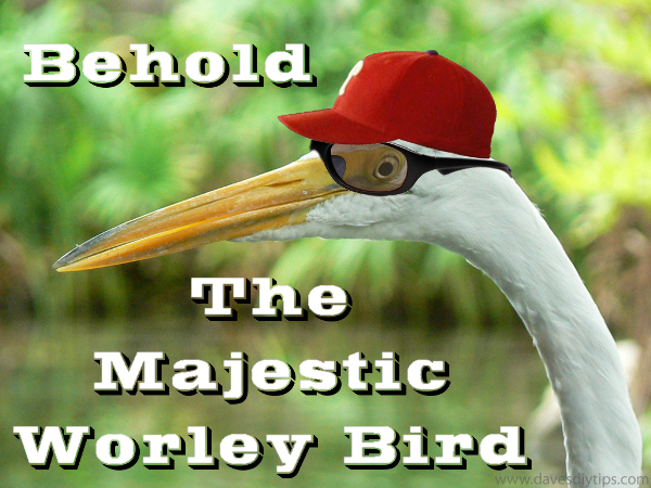 WorleyBird.png