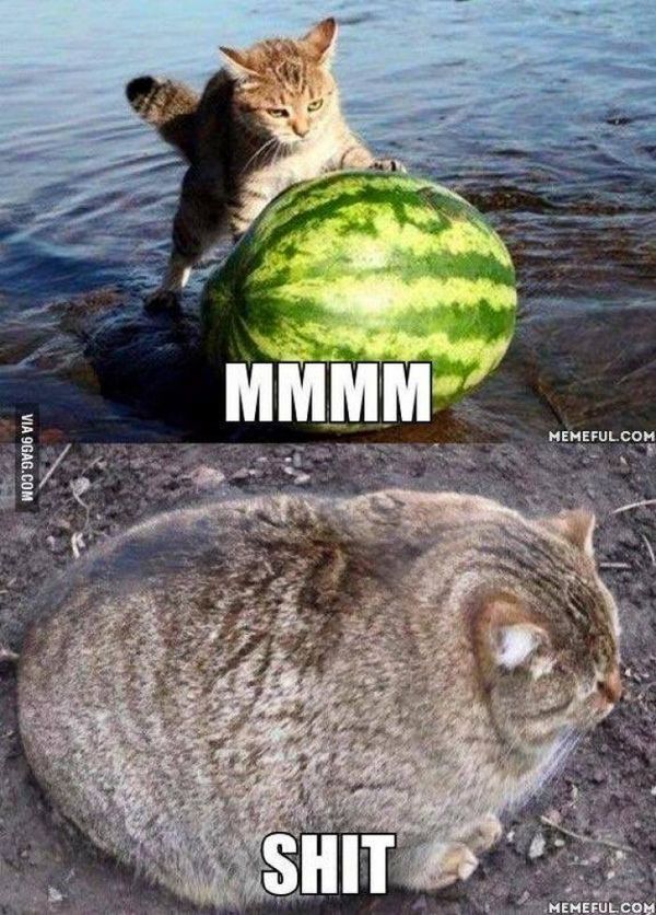 fat-kitten-meme-4.jpg