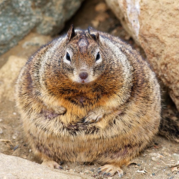 fat-squirrel_1916397i.jpg