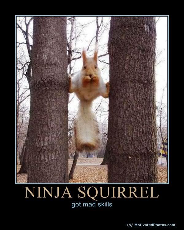 Ninja_squirrel.jpg