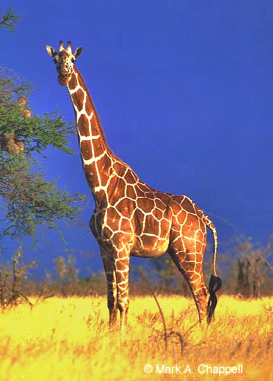 reticulated%20giraffe.jpg