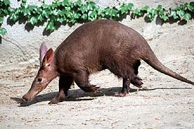 2624_ecca-aardvark.jpg