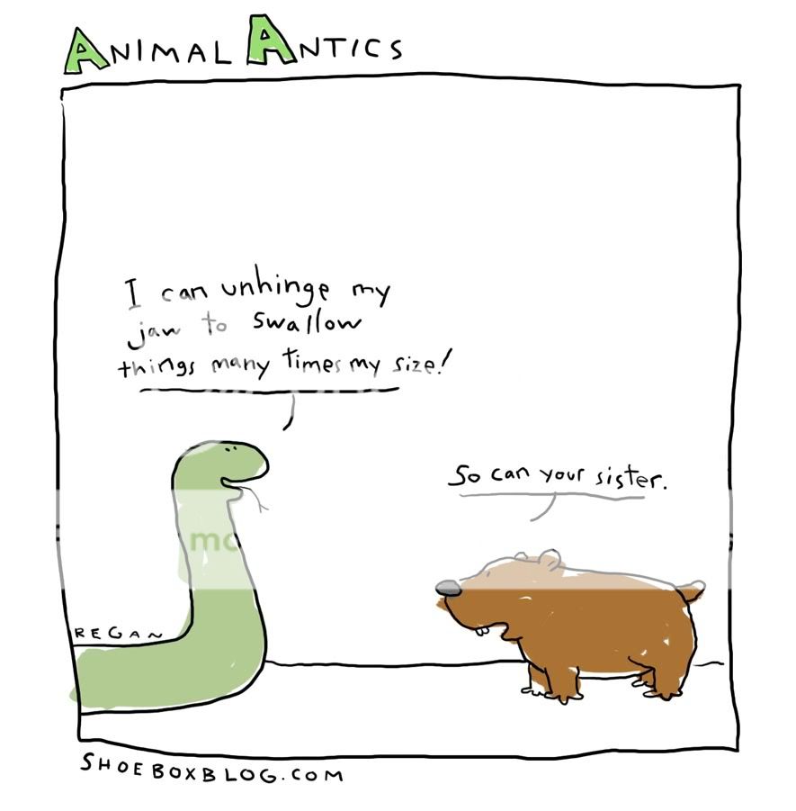 animal-antics4.jpg