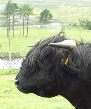 black_bull_finlay.jpg