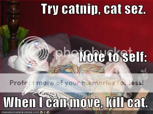 Catnip.jpg