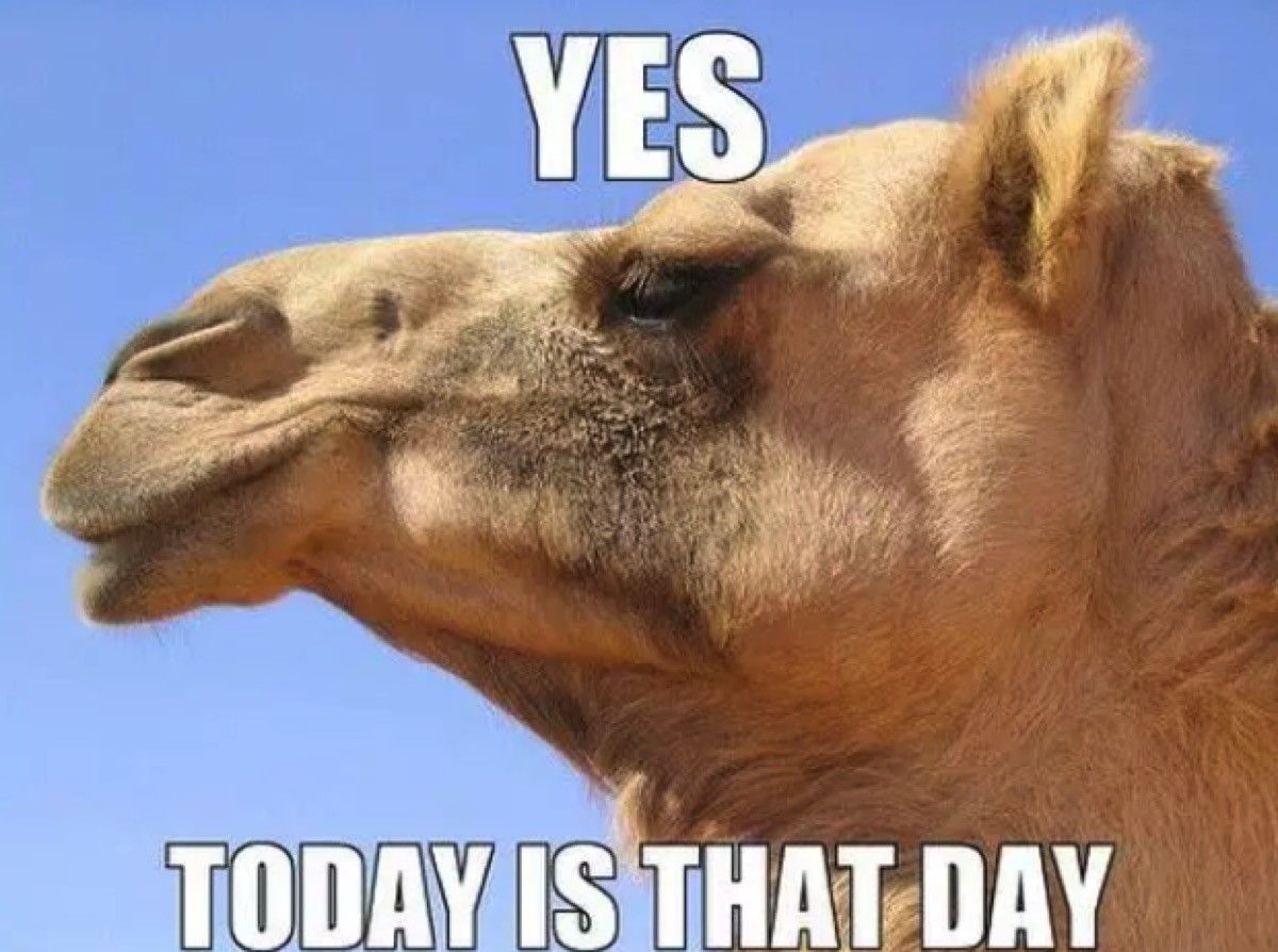 its-wednesday-camel-.jpg