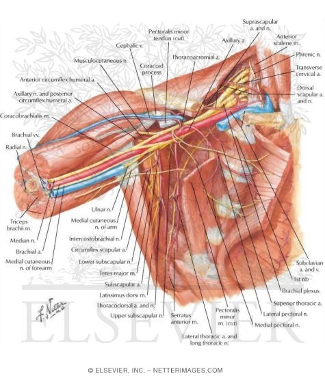subclavian artery netter