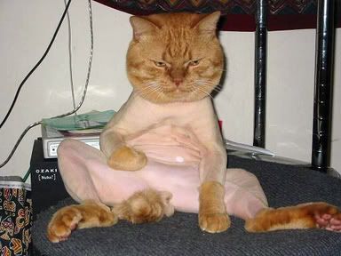 shaved_pussy.jpg