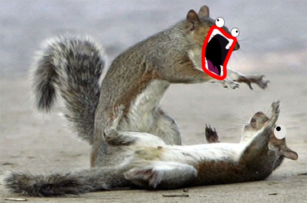 squirrels-shoopdawhoop-1.jpg