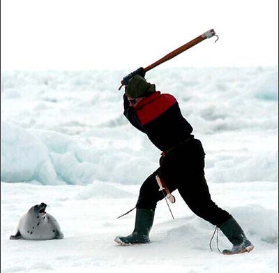 seal-hunt.jpg