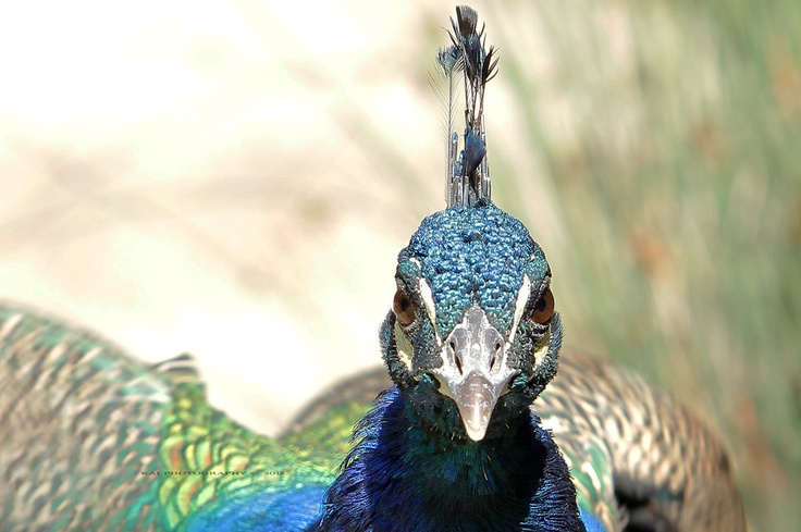 2e3ab06d4c4de775a147cb94d5fe24cb--peafowl-peacock-feathers.jpg