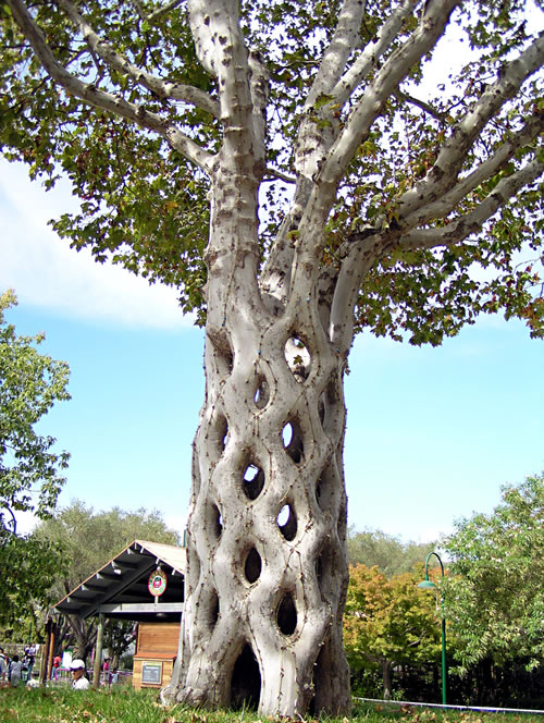 basket-tree.jpg