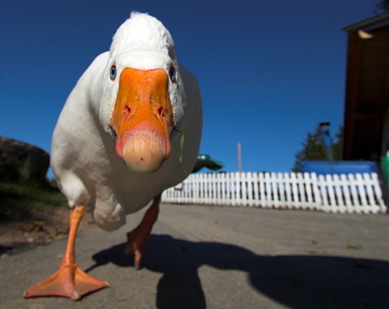 quack-attack.jpg