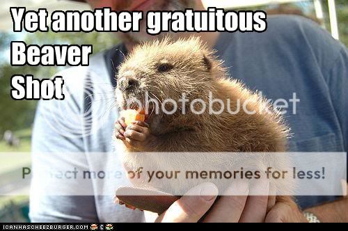 funny-pictures-beaver-is-gratuitous.jpg