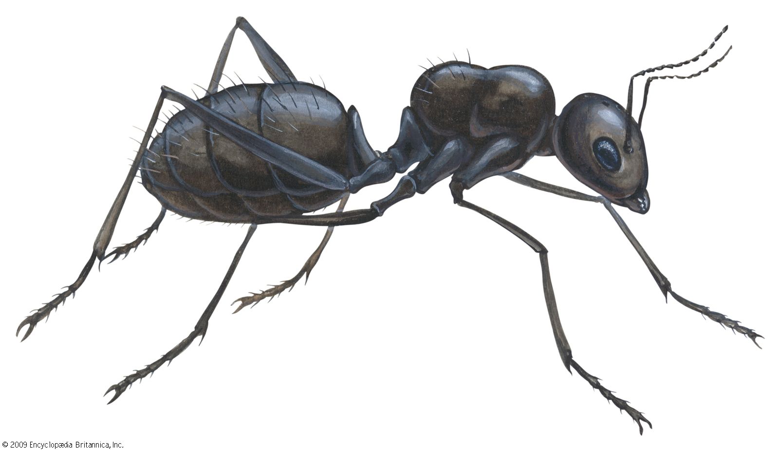 Black-carpenter-ant.jpg