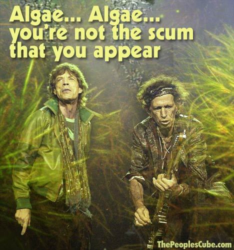 Algae_Rolling_Stones_Jagger.jpg