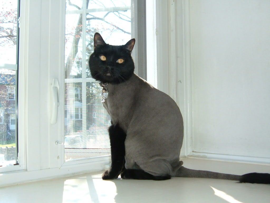 CATSHAVED012.jpg