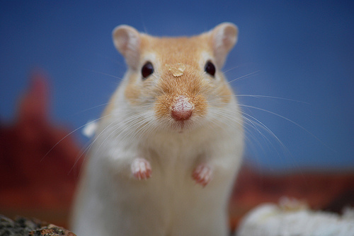 gerbil.jpg