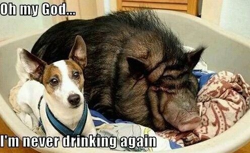 Dog_Sleeps_With_Pig_Funny_Meme.jpg