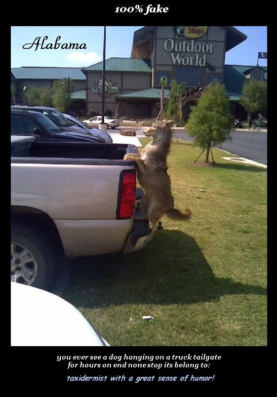 taxidermist_dogtailgate-1.jpg