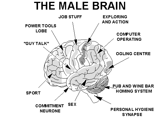 male-brain.jpg