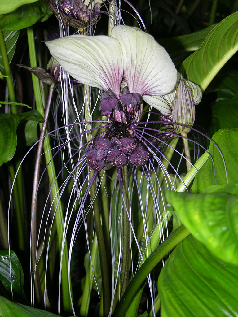 Tacca_integrifolia2163256277.jpg