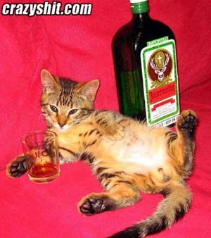 cat_drinking_jager.jpg