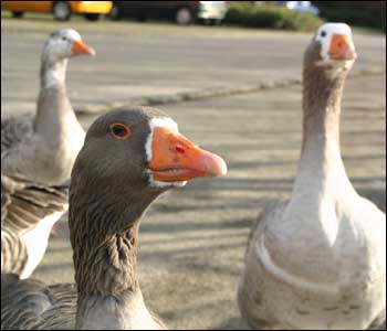 geese_ecard_350x300.jpg