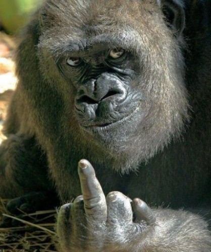 gorilla-giving-the-finger-418x500.jpg