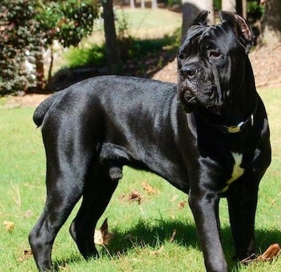 CaneCorsoPurebredDogNero1YearOld.jpg