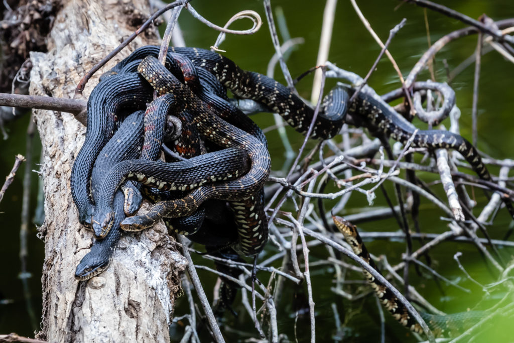 florida-water-snakes-mating-2-1024x683.jpg