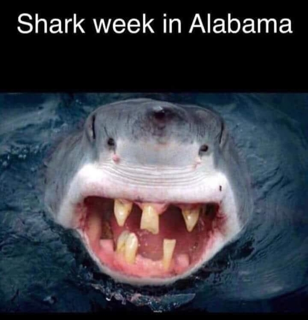 shark-week-in-alabama-320332.jpg