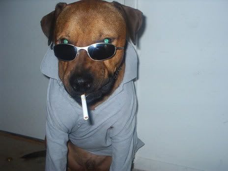 469-one-cool-dog.jpg