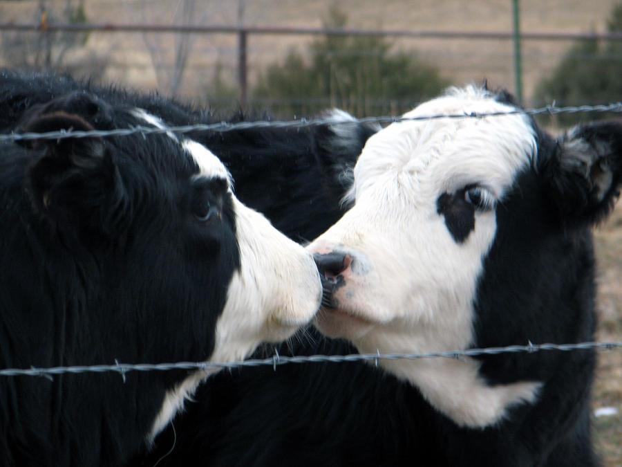 Kissing_Cows_by_morethanamemory.jpg