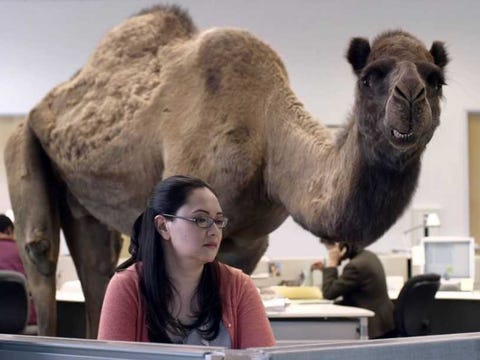 hump-day-geico-camel.jpg