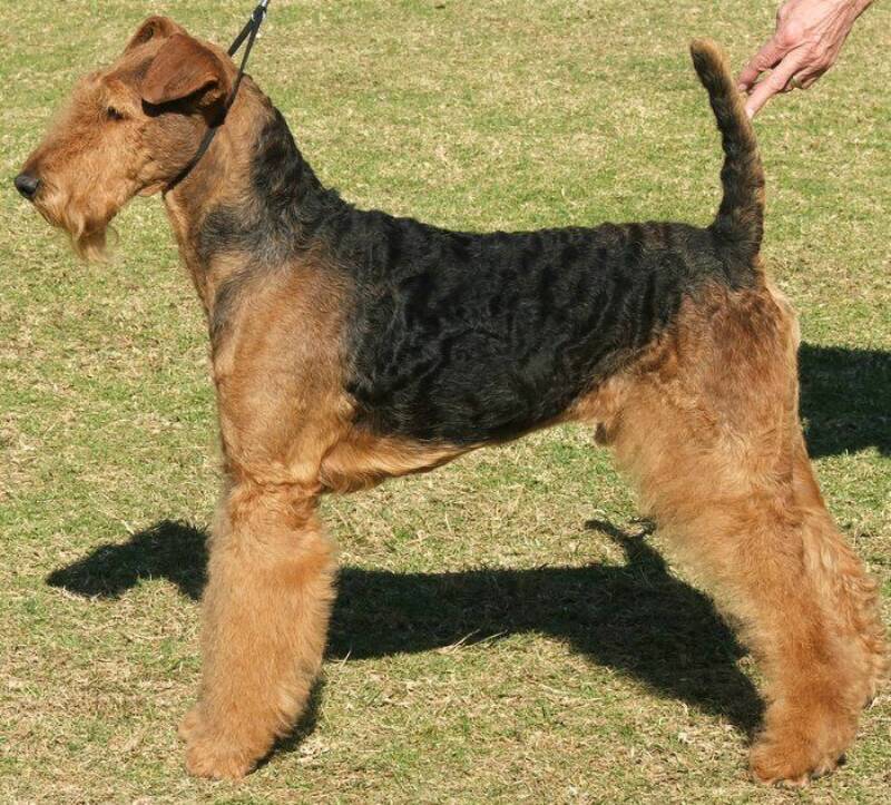 Airedale-Terrier5.jpg