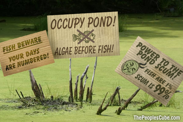 Occupy_Pond_Scum_Algae.jpg