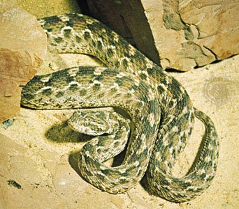 Saw-scaled-viper.jpg