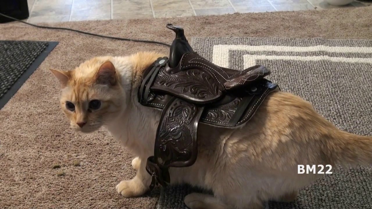 Saddle Up The Cat For a Trail Ride - YouTube