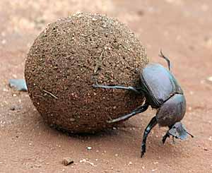 dung-beetle.jpg