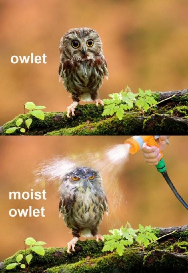 Hilariously-Adorable-Owl-Memes-16-658x952.jpg