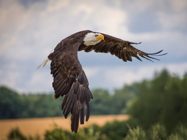 bald-eagle-flying-stock-seaq68-pixabay-640x480.jpg